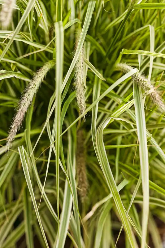 Graceful Grasses® Sky Rocket Fountain Grass — photo 1