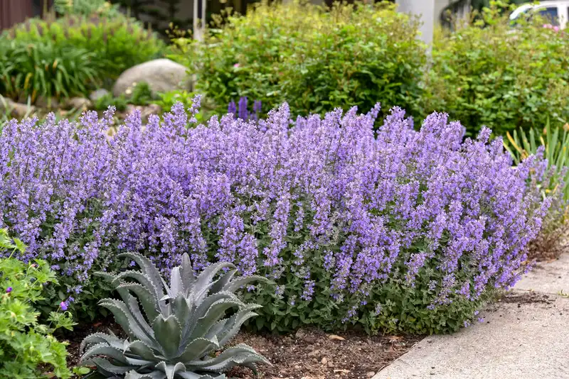 Cat's Meow Catmint — photo 1