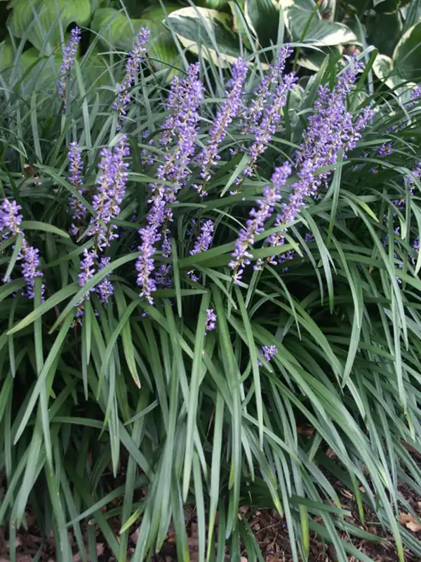 Lily Turf Grass — photo 1