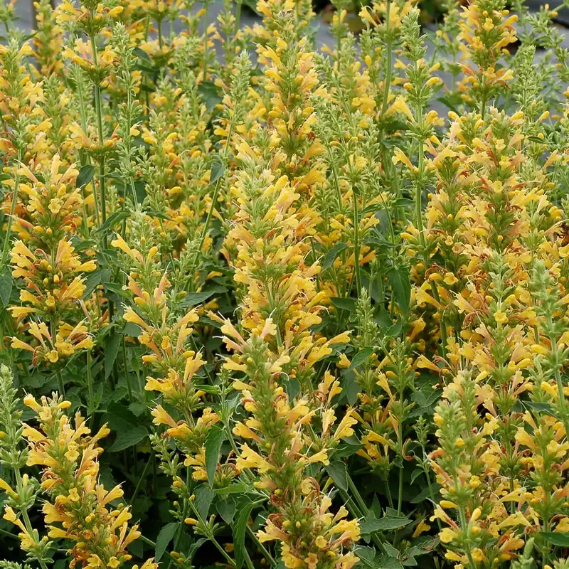 KUDOS™ Kudos Yellow Agastache — photo 1