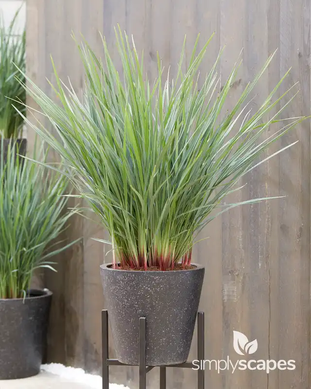 Coolvista™ Dianella — photo 1