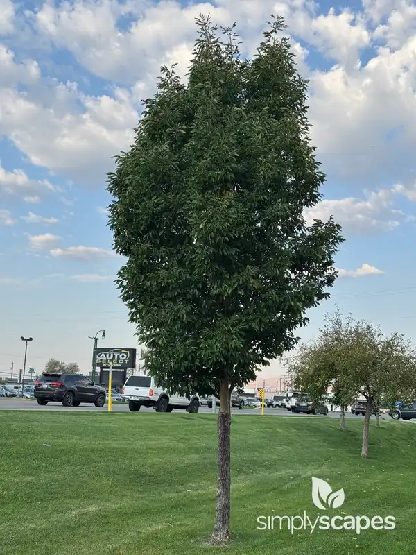 White Ash Tree — photo 1
