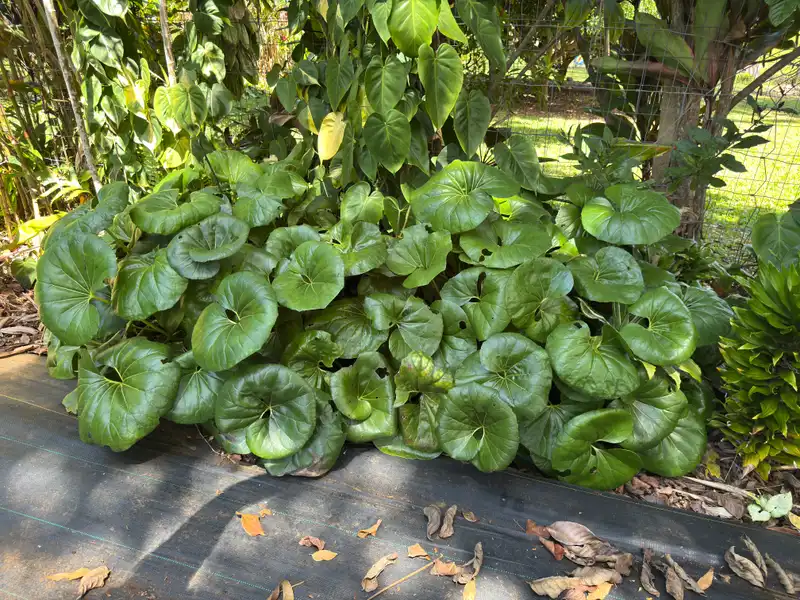 Leopard Plant — photo 1