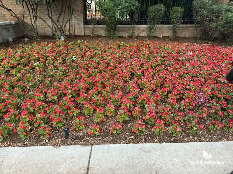 Wax Begonia — photo 1