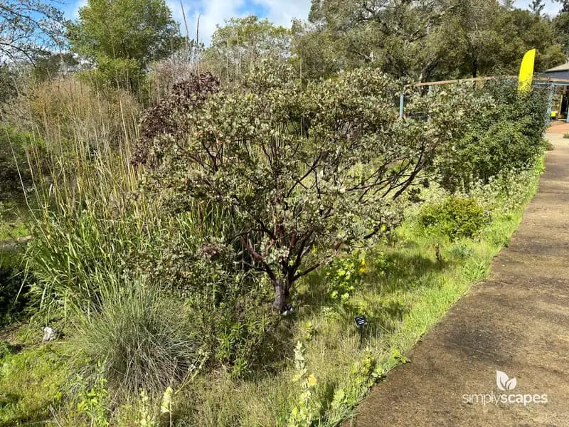 Pointleaf Manzanita — photo 1