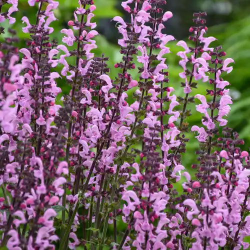Color Spires® Pink Dawn Salvia — photo 1