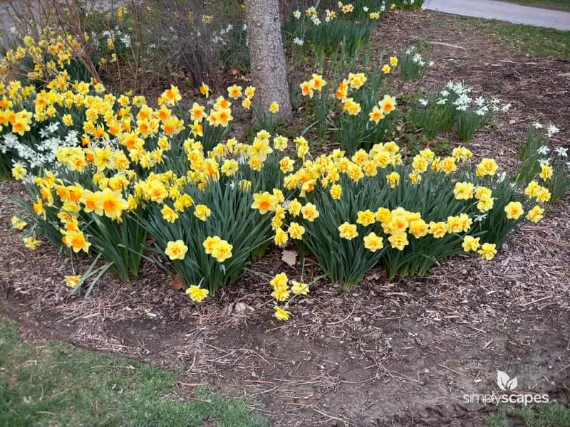 Wild Daffodil — photo 1