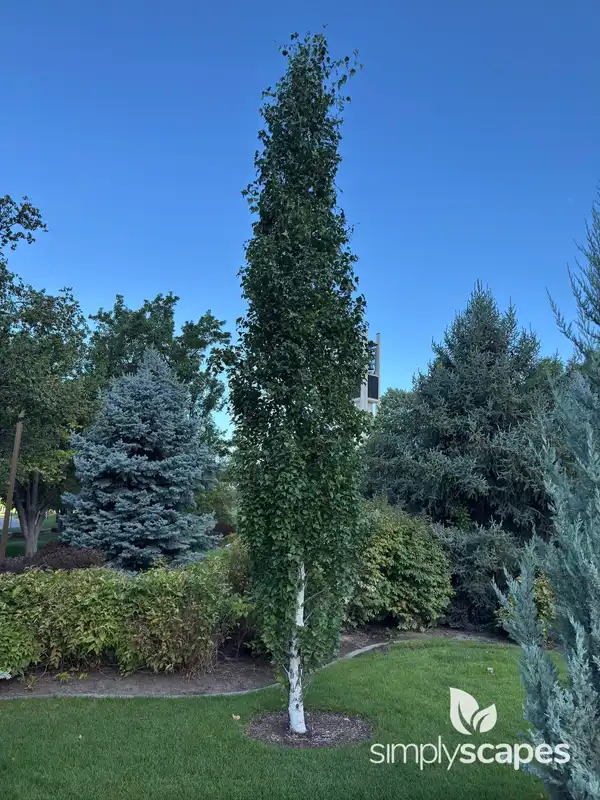 Birch Tree — photo 1