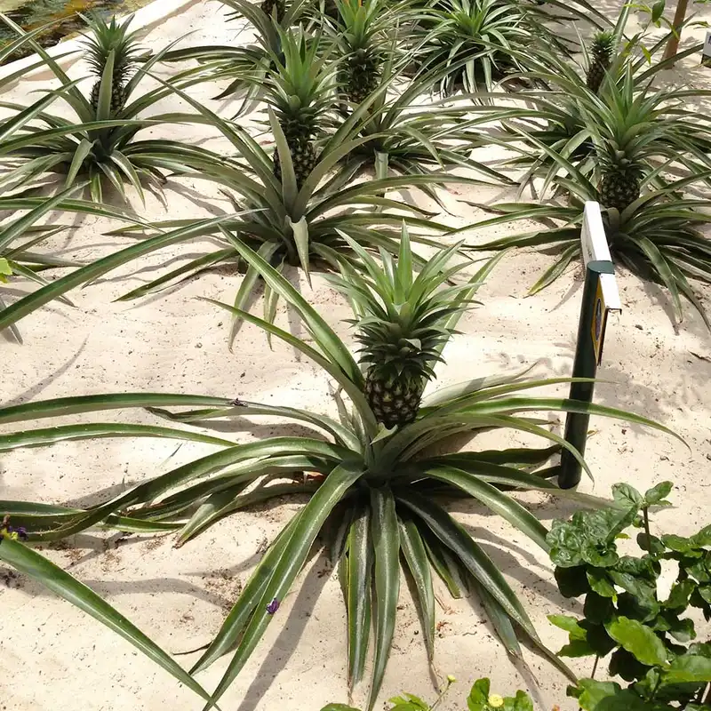 Elite Gold Pineapple — photo 1