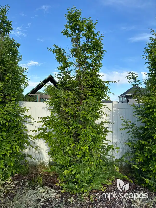 American Hornbeam — photo 1
