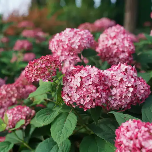 Hydrangea Invincibelle Ruby® — photo 1