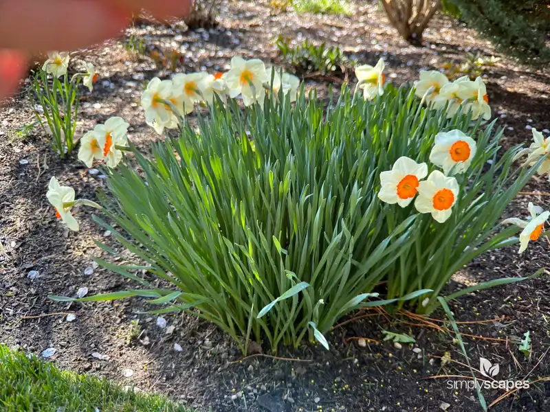 Poet's Daffodil — photo 1