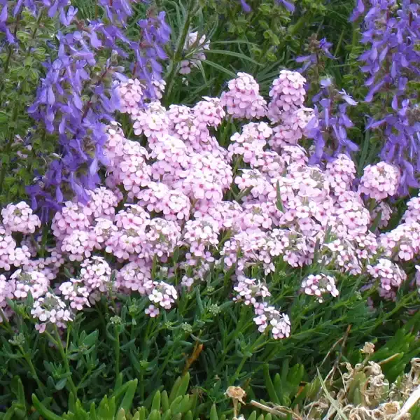 Fragrant Persian Stonecress (Aethionema) — photo 1