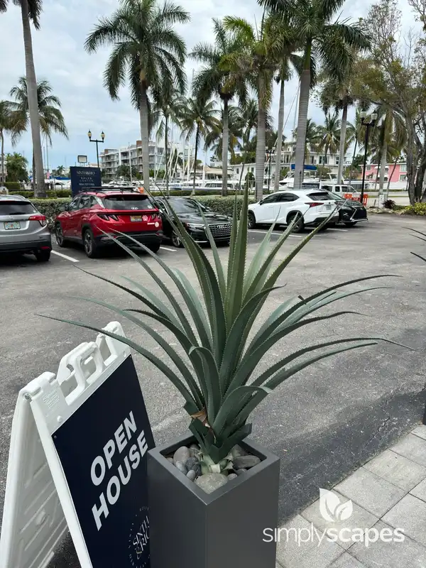 Palmer's Agave — photo 1
