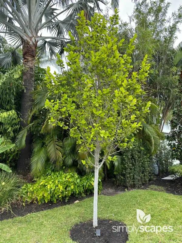 Jackfruit Tree — photo 1