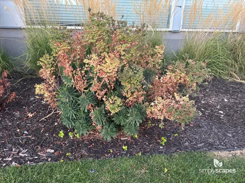 Mediterranean spurge — photo 1