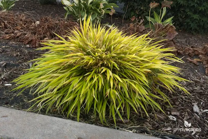 Japanese Forest Grass — photo 1