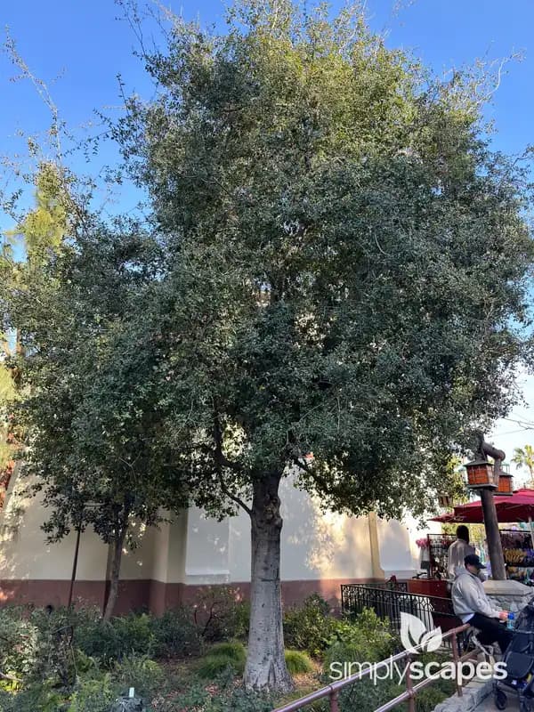 Coast Live Oak — photo 1