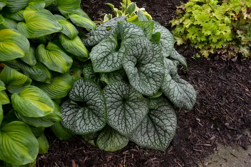 Jack of Diamonds Heartleaf Brunnera — photo 1
