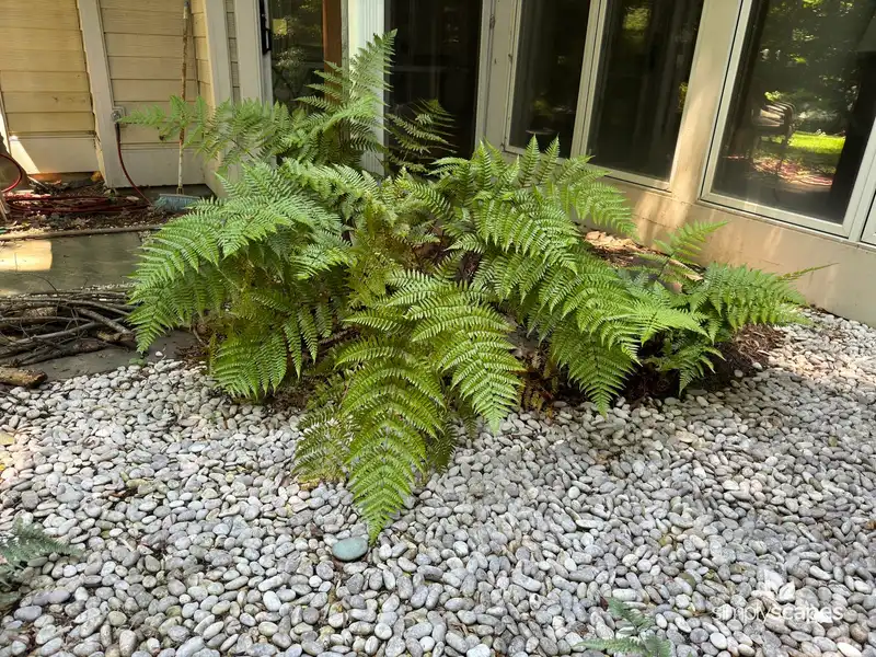 Wood Fern — photo 1