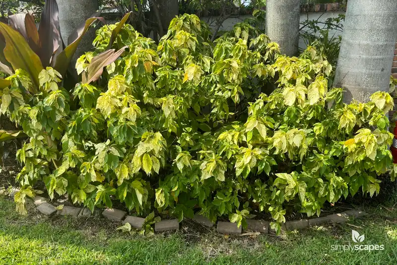Copperleaf — photo 1