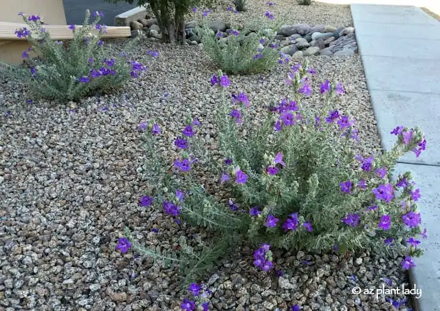 Blue Bells — photo 1