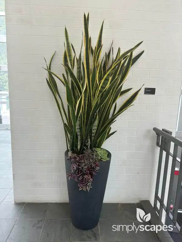 Variegated Snake Plant — photo 1