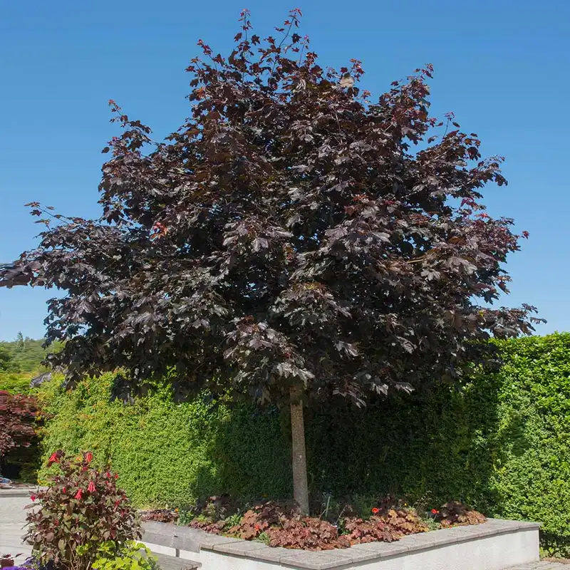 Crimson King Maple Tree — photo 1