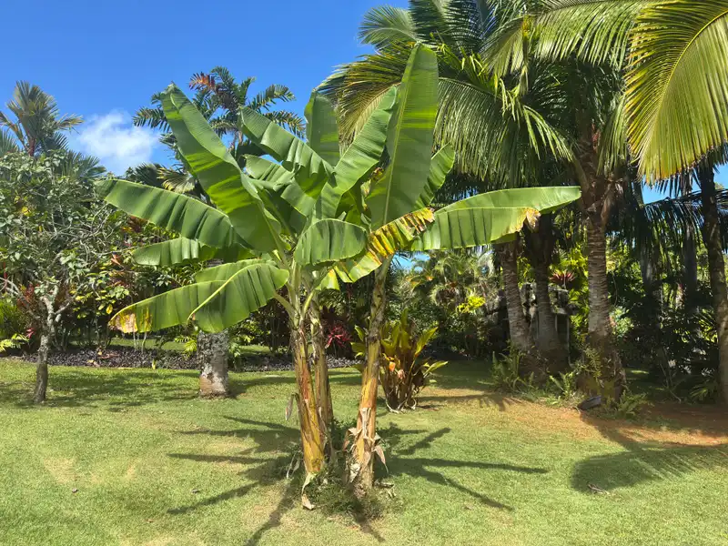 Banana (Musa spp.) — photo 1
