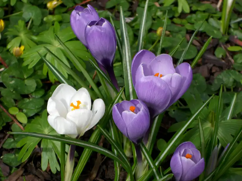 Dutch Crocus — photo 1