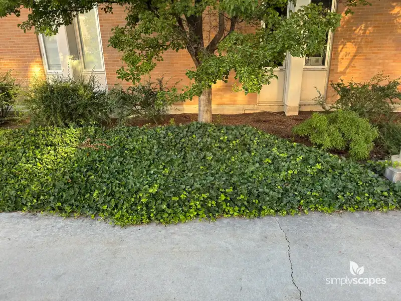 English Ivy Vine — photo 1