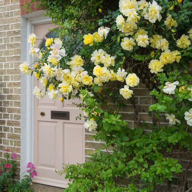 Rosa Golden Showers Climbing — photo 1