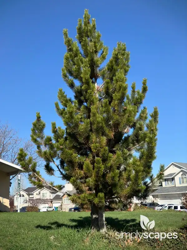 Pine Trees (Pinus) — photo 1