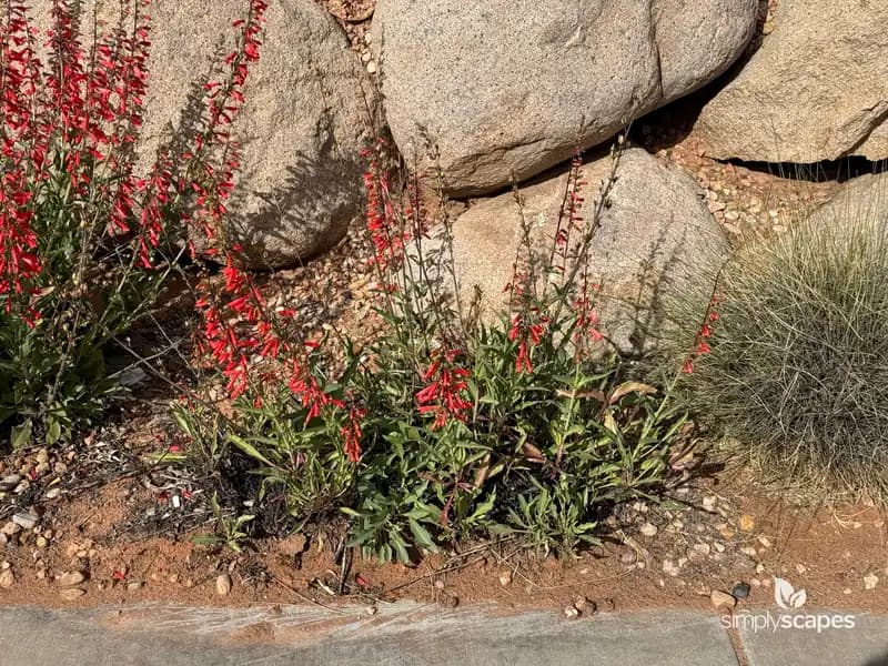 Firecracker Beardtongue (Penstemon) — photo 1