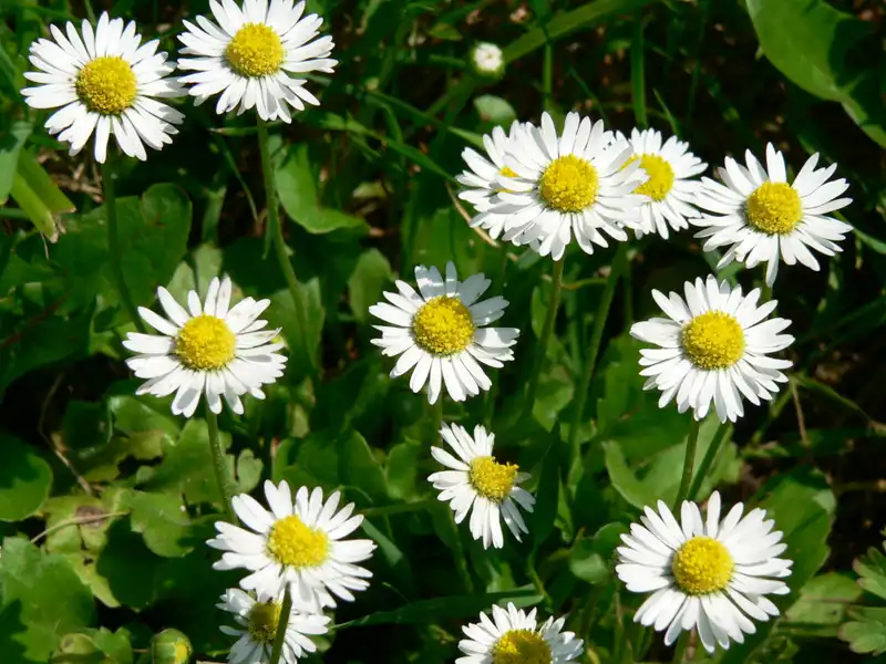 English Daisy — photo 1