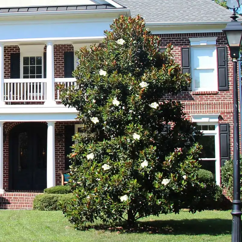 Kay Parris Magnolia — photo 1