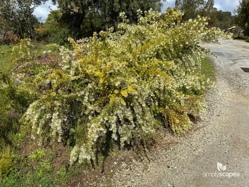 White grevillea — photo 1