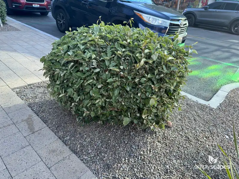 Thorny Olive — photo 1