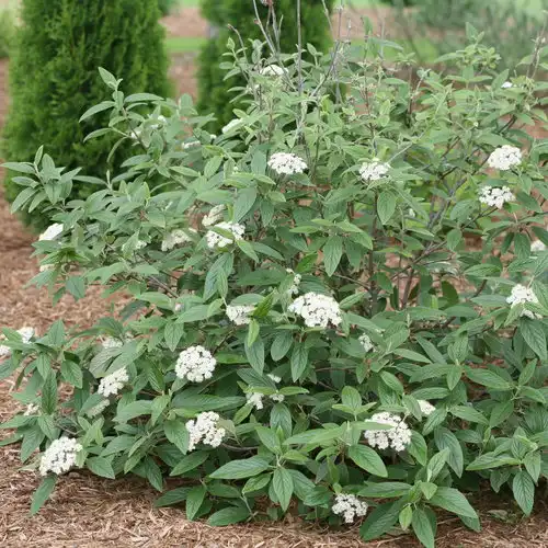 Emerald Envy® Lantanaphyllum Viburnum — photo 1