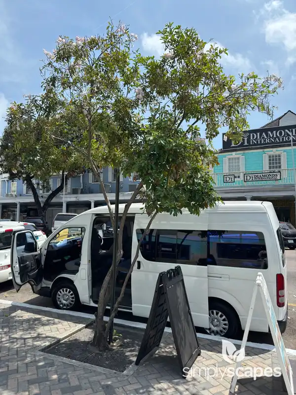Tabebuia rosea — photo 1