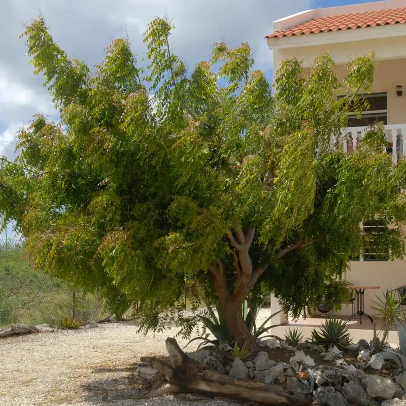 Neem Tree — photo 1