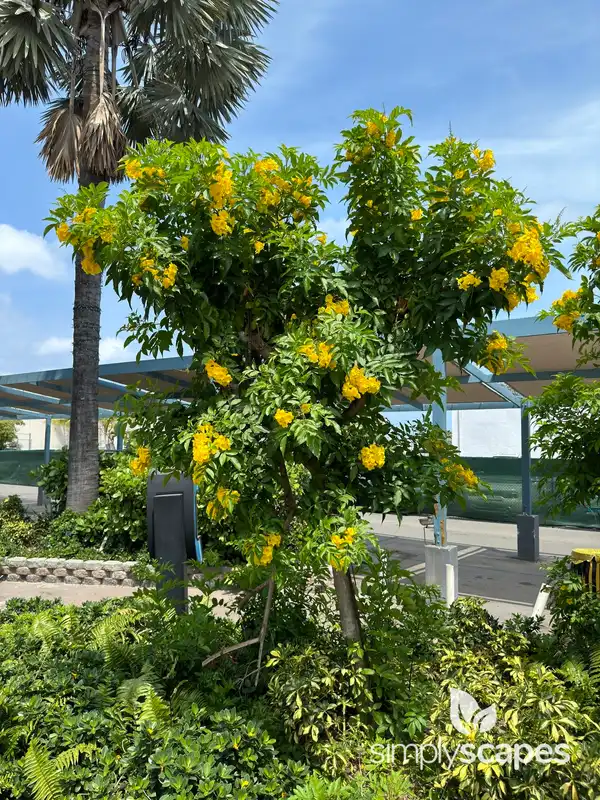 Yellow Elder — photo 1