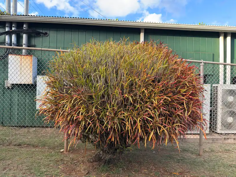 Red Banana Croton — photo 1