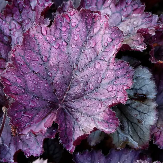 Heuchera NORTHERN EXPOSURE 'Purple' — photo 1