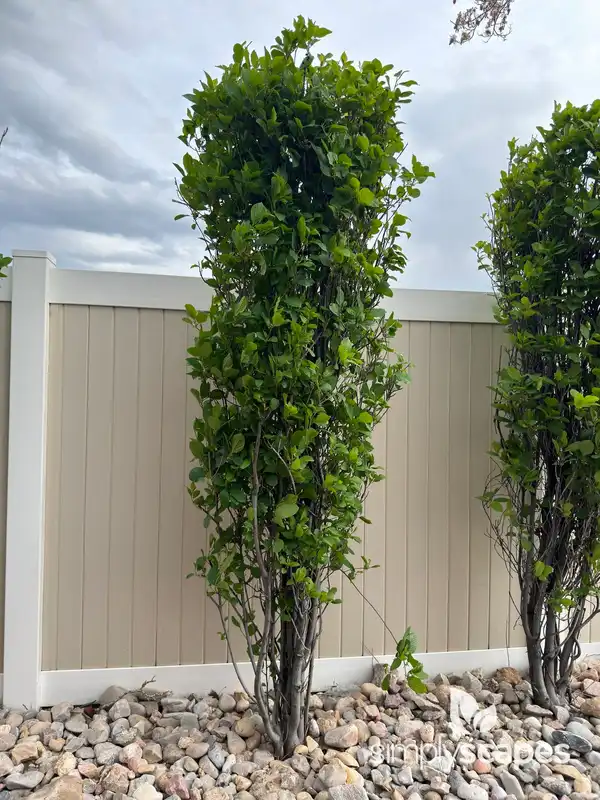 Columnar Buckthorn — photo 1