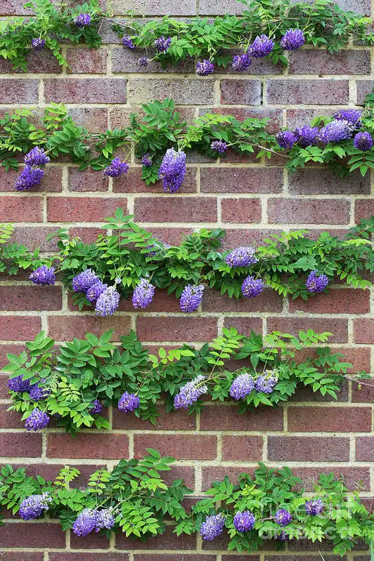 Longwood Purple American Wisteria — photo 1