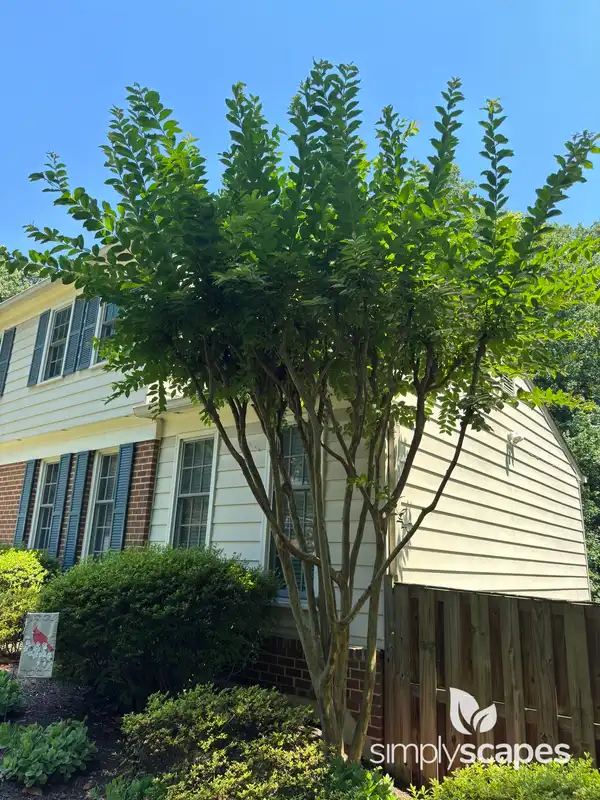 Crape Myrtle Trees — photo 1