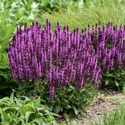'Pink Profusion' Perennial Salvia — photo 1