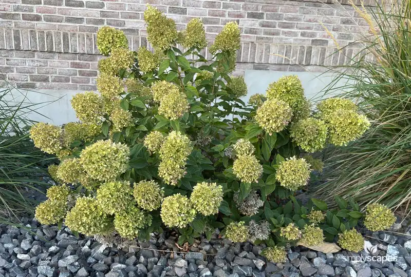 Panicle Hydrangea — photo 1