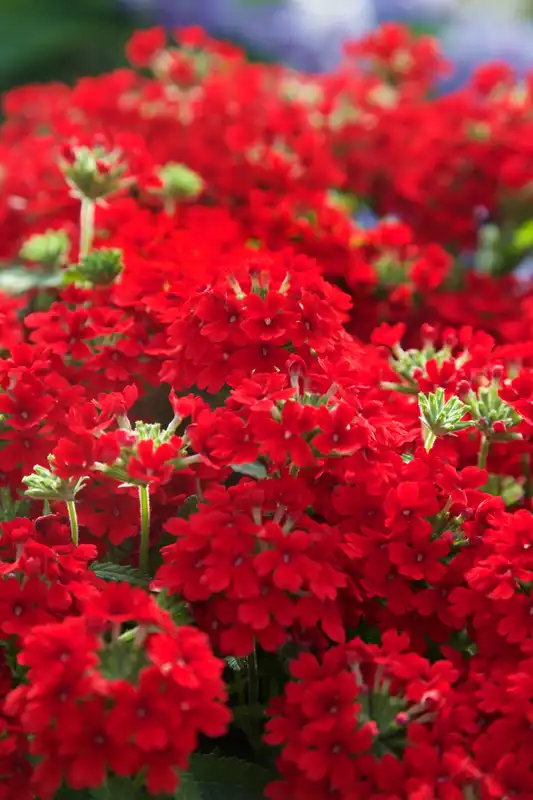 EnduraScape™ Red Verbena — photo 1